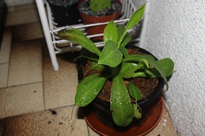 Nepenthes Ventrata4.JPG