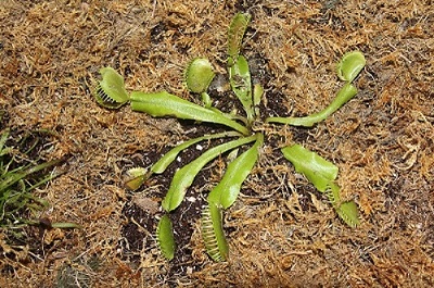 Dionaea Muscipula2.JPG