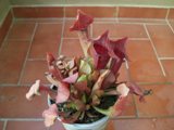 PICT0015.JPG