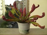 PICT0011.JPG