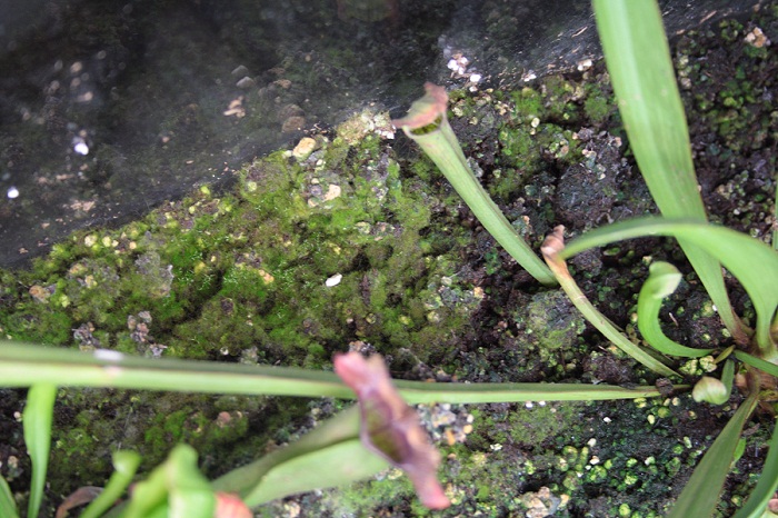 plantas 1.jpg