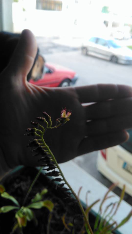 capensis 4.jpg