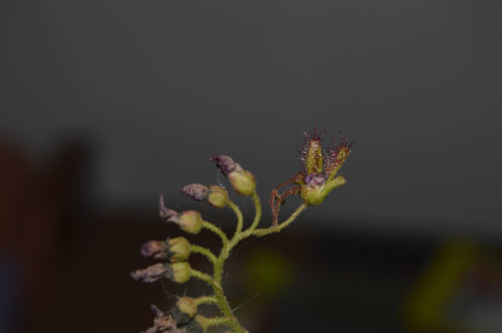 capensis 6.jpg