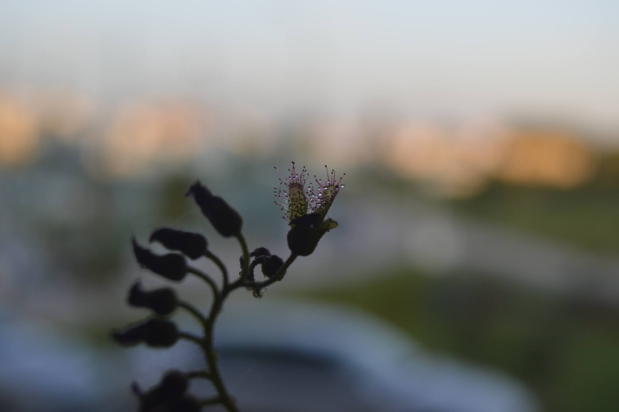 capensis1.jpg