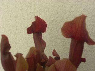 PICT0001.JPG